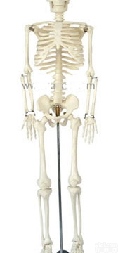 KAH/A102  <em>人体</em>骨骼<em>模型</em>85CM <em>人体</em>各大器官