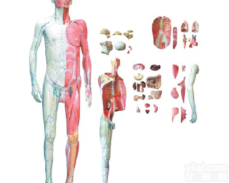 KAH/A11302  人体全身<em>解剖</em>层次分解<em>模型</em>