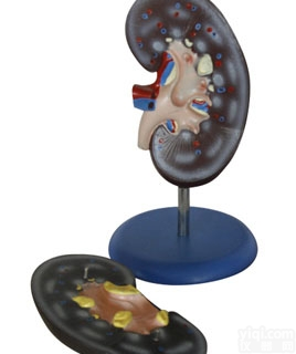 KAH/A310-2  肾<em>解剖</em>模型2件 人体各大<em>器官</em>
