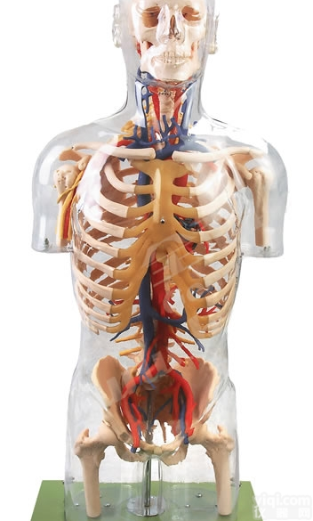KAH/A10005  透明<em>半身</em><em>躯干</em>附血管神经模型 人体各大器官