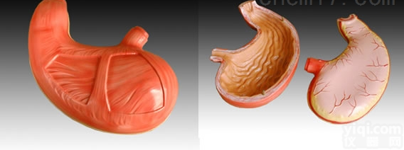KAH/A306  胃<em>解剖</em>模型  人体各大<em>器官</em>