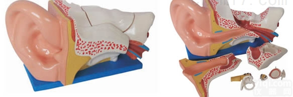 KAH/A303C  新型大耳<em>解剖</em>模型  人体各大<em>器官</em>