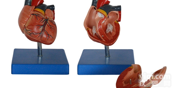 KAH/A307B  新型自然大心脏<em>解剖</em>模型 人体各大<em>器官</em>