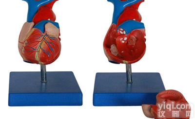 KAH/A307A  自然大心脏<em>解剖</em>模型 人体各大<em>器官</em>