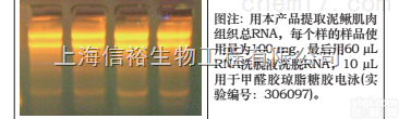 <em>石蜡包埋</em><em>组织</em>RNAOUT
