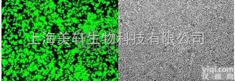 mRNA过<em>表达</em>慢<em>病毒</em>构建/ mRNA过<em>表达</em>慢<em>病毒</em>包装/mRNA过<em>表达</em>载...