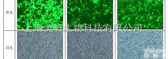 miRNA过<em>表达</em>慢<em>病毒</em><em>包装</em>/ miRNA过<em>表达</em>慢<em>病毒</em>构建/microR...