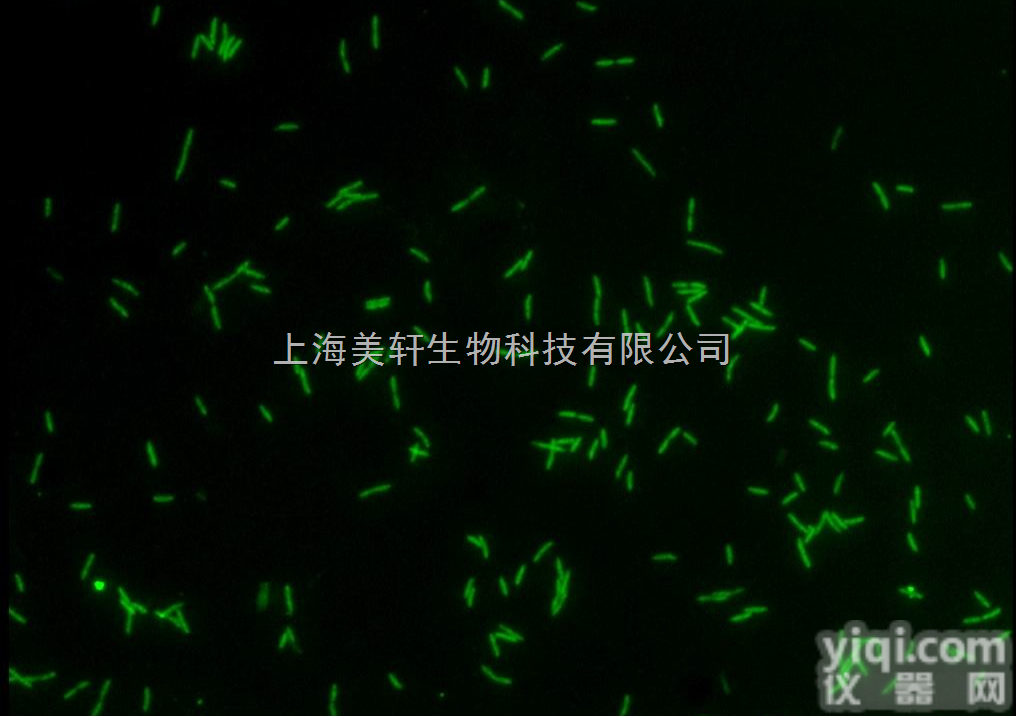 原位<em>杂交</em>/荧光原位<em>杂交</em>/FISH/荧光原位<em>杂交</em>/FISH<em>技术服务</em>