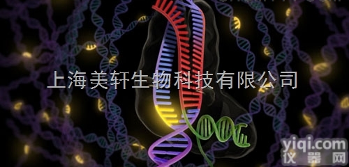 稳转株<em>构建</em>/稳定转染/siRNA干扰稳转株<em>构建</em>/过表达稳转株<em>构建</em>/mi...