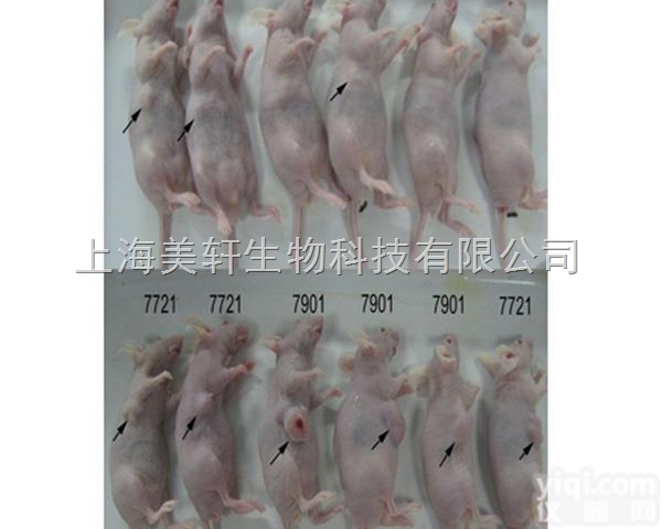 <em>裸鼠成瘤实验</em>