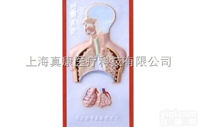 KAH2079-3  <em>呼吸系统</em><em>浮雕</em><em>模型</em>