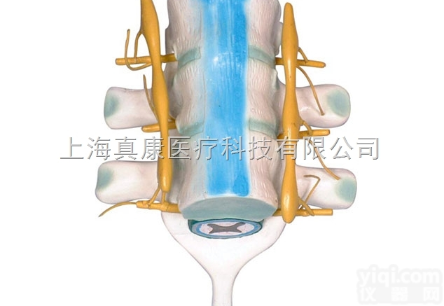 KAH2099  <em>脊髓</em>和脊神经  解剖<em>模型</em>