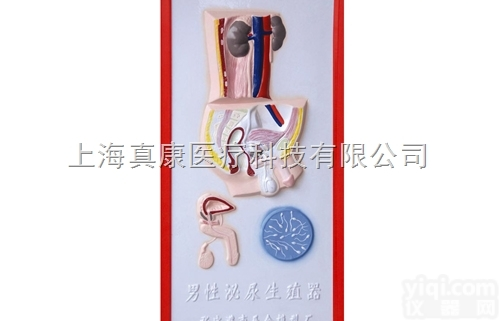 KAH2079-8  男性<em>泌尿</em><em>生殖</em>系统<em>浮雕</em>模型