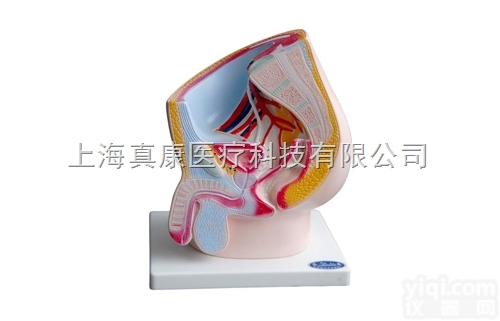 KAH2070  男性<em>盆腔</em>矢状切面 <em>解剖</em>模型