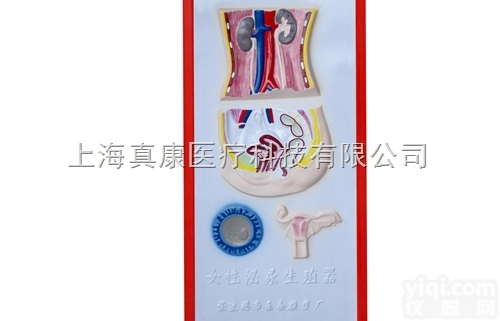 KAH2079-9  女性<em>泌尿</em><em>生殖</em>系统<em>浮雕</em>模型