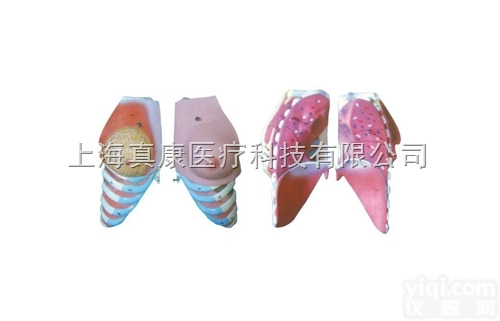 KAH2074-1  女性<em>乳房</em>解剖模型（2<em>部件</em>）