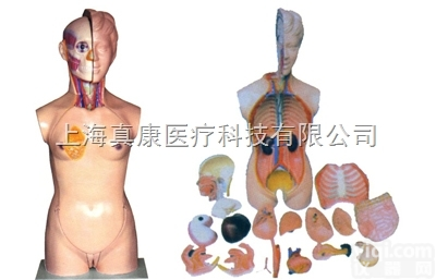 KAH2117-3  女性头、颈、<em>躯干</em>模型