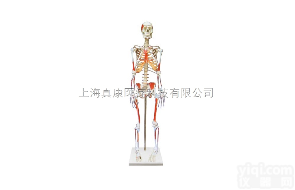 KAH2003-1  <em>人体</em>骨骼附肌肉<em>起止点</em>着色<em>模型</em>