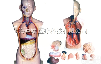 KAH2117-4  人体头、颈、<em>躯干</em>模型