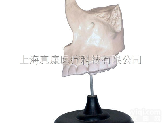 KAH2045  <em>上颌</em>骨放大<em>模型</em>