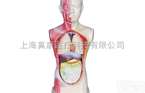 KAH2117-6  <em>无性</em><em>人头</em>、劲、<em>躯干</em>模型