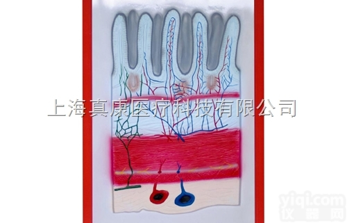 KAH2079-21  <em>消化道</em>放大浮雕<em>模型</em>