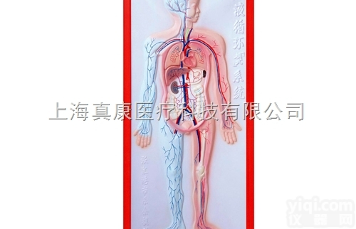 KAH2079-5  <em>循环系统</em>浮雕<em>模型</em>