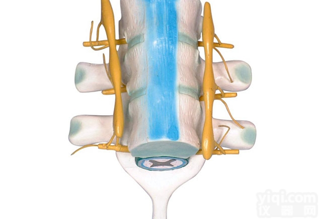 KAH2099  脊髓和<em>脊神经</em> 解剖<em>模型</em>
