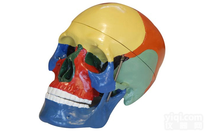 KAH2007  <em>颅骨</em>色分离<em>模型</em>（三部件）
