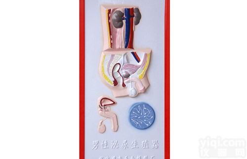KAH2079-8  男性<em>泌尿</em><em>生殖</em>系统<em>浮雕</em>模型