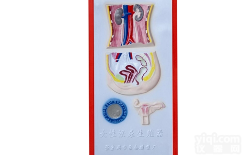 KAH2079-9  女性<em>泌尿</em><em>生殖</em>系统<em>浮雕</em>模型