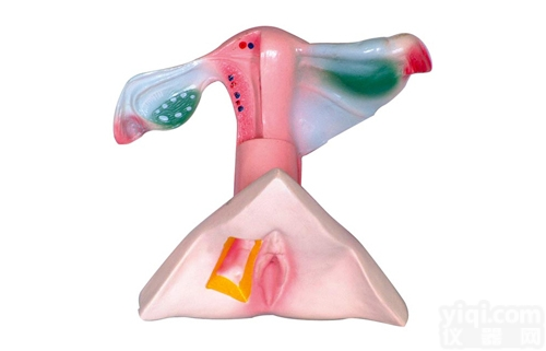 KAH2066  女性内外<em>生殖器</em><em>解剖</em>