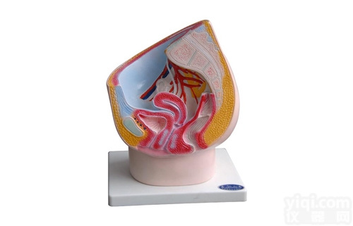 KAH2071  女性<em>盆腔</em>矢状切面  <em>解剖</em>模型