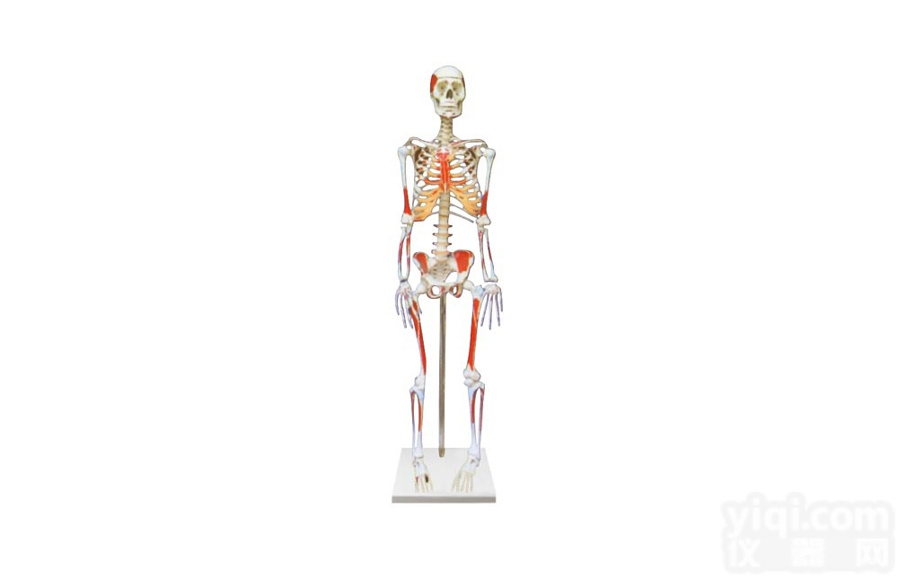 KAH2003-1  <em>人体</em>骨骼附肌肉<em>起止点</em>着色<em>模型</em>