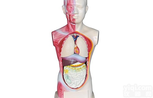 KAH2117-6  <em>无性</em><em>人头</em>、劲、<em>躯干</em>模型