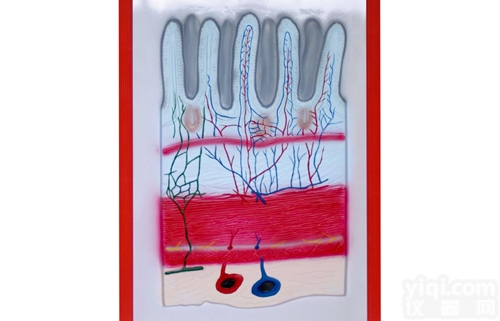 KAH2079-21  <em>消化道</em>放大浮雕<em>模型</em>