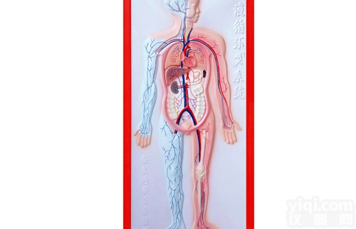 KAH2079-5  <em>循环系统</em>浮雕<em>模型</em>