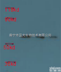 ICP0902  HRP标记Flg标签抗体Flg （<em>DYKDDDDK</em>） <em>Antibody</em>...