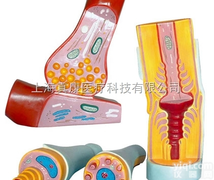 KAH5044  <em>神经元</em>突触及<em>神经纤维</em>结构<em>模型</em> 生物<em>模型</em>