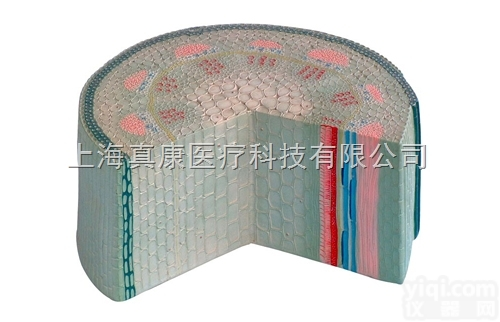 KAH3205  双子叶<em>草本植物</em>茎模型 生物模型