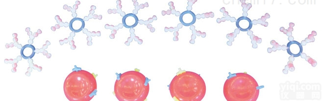 KAH5043  ABO血型演示<em>模型</em>（10<em>部件</em>） 生物<em>模型</em>