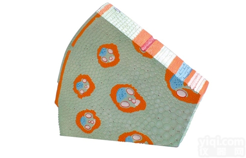 KAH3204  <em>单子叶植物</em>茎模型 生物模型