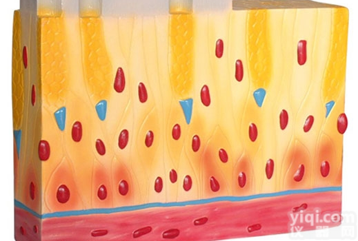 KAH5057  假复层纤毛柱状<em>上皮组织</em> 生物模型