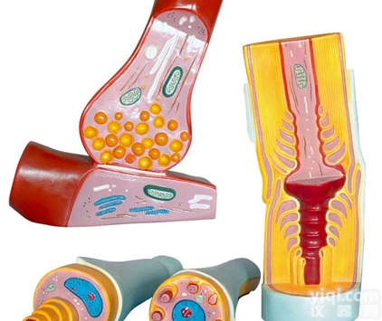 KAH5044  <em>神经元</em>突触及<em>神经纤维</em>结构<em>模型</em> 生物<em>模型</em>