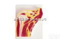 SMD02519  <em>肩关节</em>剖面<em>模型</em>  教学<em>模型</em>