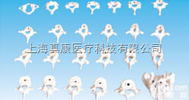 SMD0165  颈、胸、腰椎<em>骶骨</em><em>模型</em>（26快）   教学<em>模型</em>