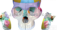 SMD038  颅底<em>解剖</em><em>放大</em>  <em>教学模型</em>