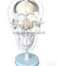 SMD009  <em>颅骨</em>骨性分离模型  <em>教学模型</em>