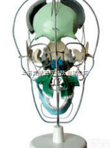 SMD0091  <em>颅骨</em>骨性分离<em>着色</em><em>模型</em>  教学<em>模型</em>