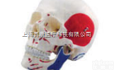 SMD00613  人体颅骨附肌肉<em>起止点</em>，自然大   <em>教学模型</em>